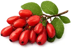 Gluconil — barberry (Berberis vulgaris)