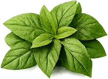 Gluconil — gymnema (Gymnema sylvestre)